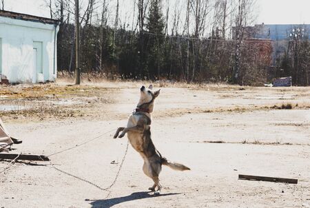 dog on a chain dancing on two legsの写真素材