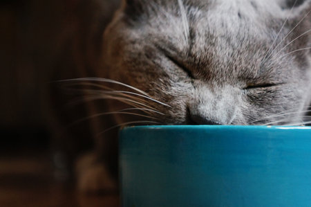 a gray cat with a large white mustache eats from a blue bowlの写真素材