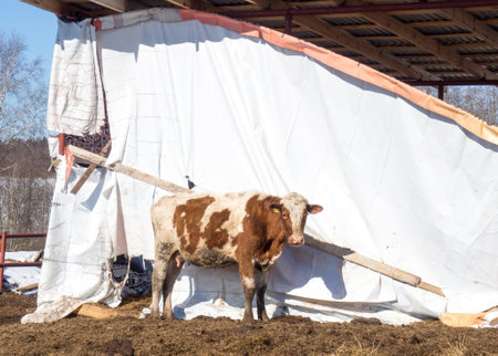 A close-up portrait of a red-haired farm cow with a white spot on its face and kind, intelligent eyes. A cow stands in the spring in a farmer's paddock, a copy of the spaceの写真素材