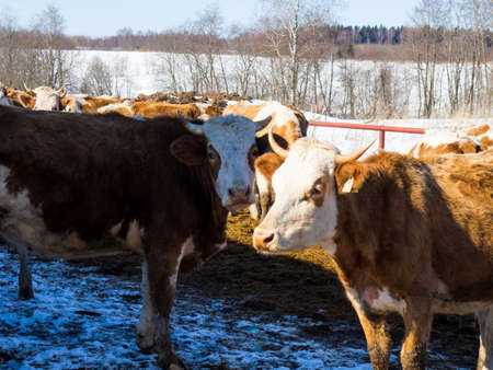 a herd of cows in a paddock on a spring day on a farmの写真素材