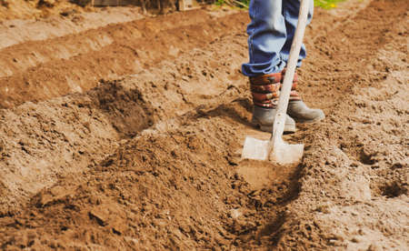 spring planting of potatoes in ridges with a shovel and rakeの写真素材