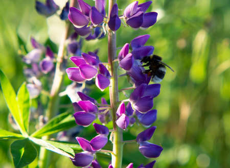 Little bumblebee on purple and pink lupine flowers
