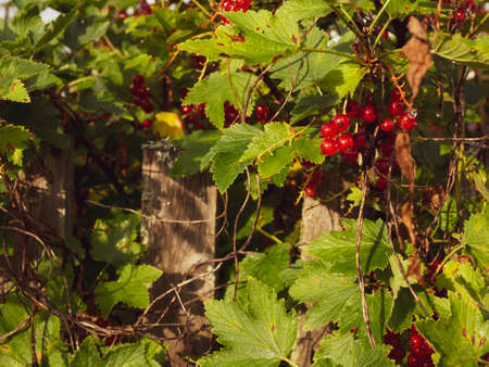 Ripe red currant berries on a bush branch on a sunny day (Ribes rubrum).
