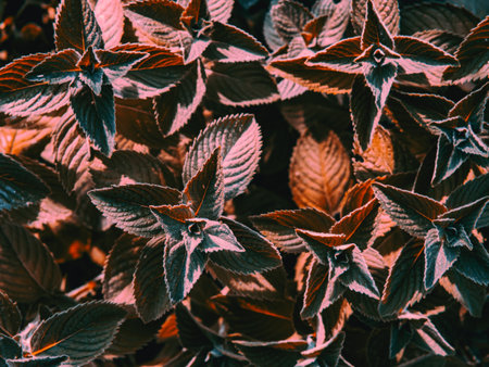 beautiful background of mint leaves for your textの写真素材