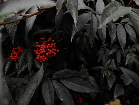 beautiful background elderberry red place for text, splash green leaves and red berries
