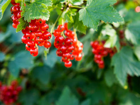 Ripe red currant berries on a bush branch on a sunny day (Ribes rubrum).