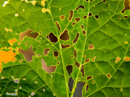 Abstract leaf nature background. Close-up of leaves gnawed by insects.