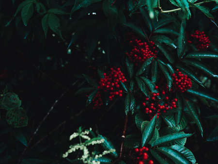 beautiful background elderberry red place for text, splash green leaves and red berries