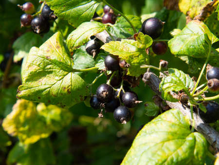 ripe black currant on a branch in summer on a blurred natural background