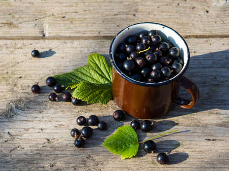 black currants in a mug and sprinkled on a wooden table with a place for text