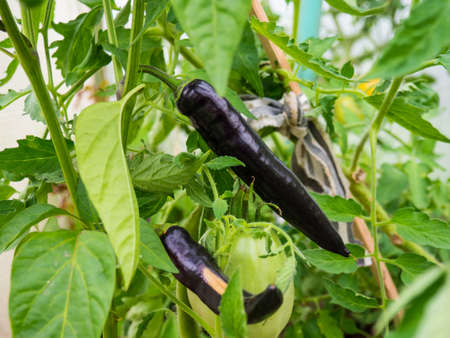 hot peppers on a bush in a greenhouse with space for textの写真素材
