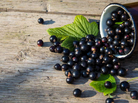 black currants in a mug and sprinkled on a wooden table with a place for textの写真素材