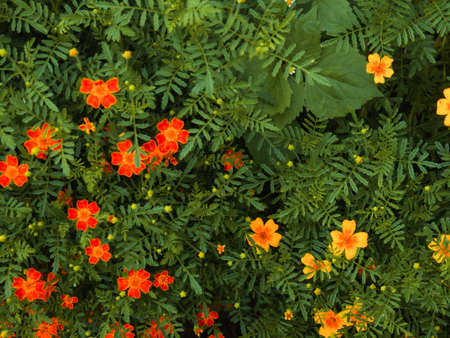 summer background, beautiful growing yellow flowers in the gardenの写真素材