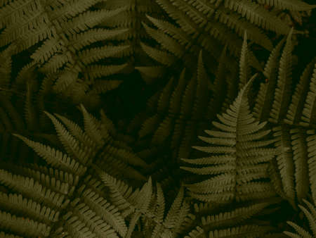 forest background, beautiful wild fern