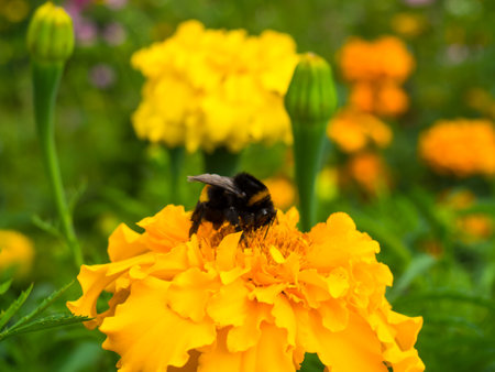 bumblebee close-up sitting on a flower