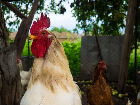white rooster, proud rooster in the hen house on the farm