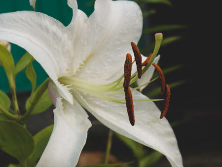 beautiful white lily growing in the garden close upの写真素材