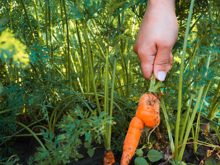 fresh carrots from the garden in the hands of the farmerの写真素材