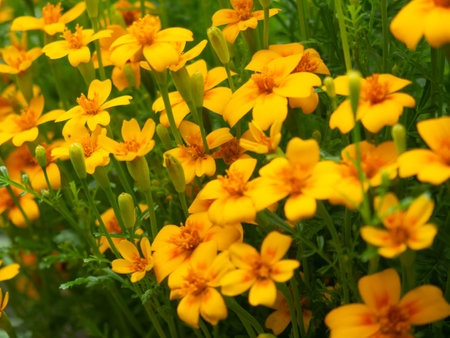 summer background, beautiful growing yellow flowers in the garden