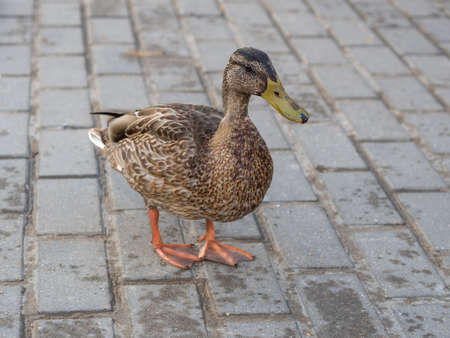 wild duck walks along the embankment close-upの写真素材