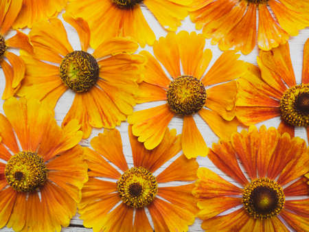 Yellow floral pattern on a white wooden table. View from above. copy space, background for postcardsの写真素材