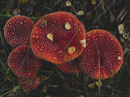 Amanita Muscaria. Red poisonous mushroom fly agaric in the forest top view with place for text