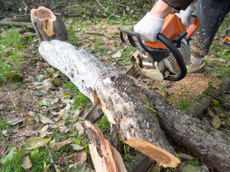 a man was drinking a tree with a chainsaw. removes plantings in the garden from old trees, harvests...