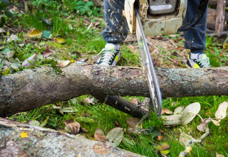 a man was drinking a tree with a chainsaw. removes plantings in the garden from old trees, harvests...
