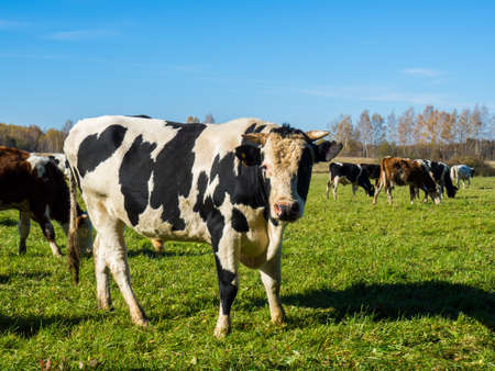 Herd of cows graze in the autumn green fieldの写真素材