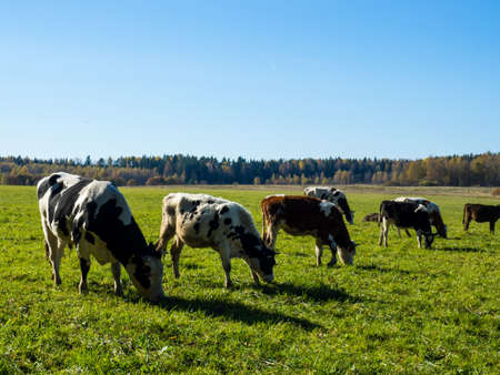 Herd of cows graze in the autumn green fieldの写真素材
