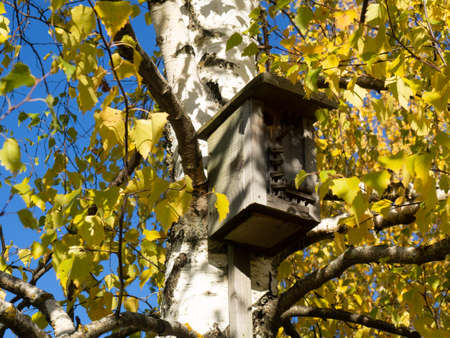 birdhouse on a birch with yellow autumn leaves