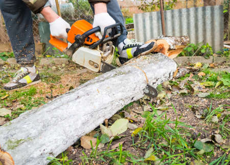 A man saws a tree with a chainsaw in the gardenの写真素材