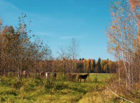 horses are walking in a field on an autumn sunny day