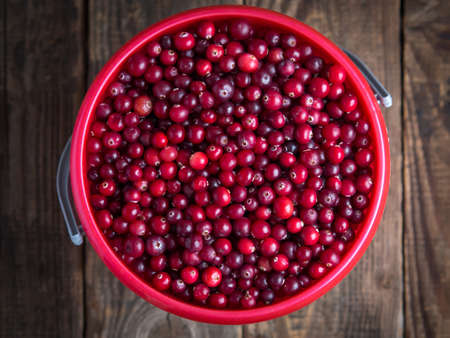whole bucket ripe fresh cranberries close up