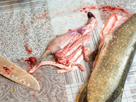 girl cook cuts pike on the kitchen tableの写真素材