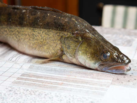 fresh river fish pike perch at the cook's table