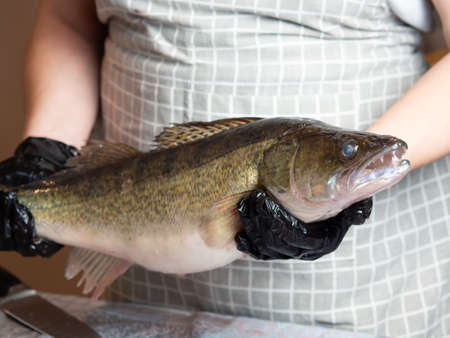 fresh river fish pike perch at the cook's table