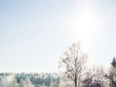 Winter forest on a frosty day, trees covered with snowの写真素材