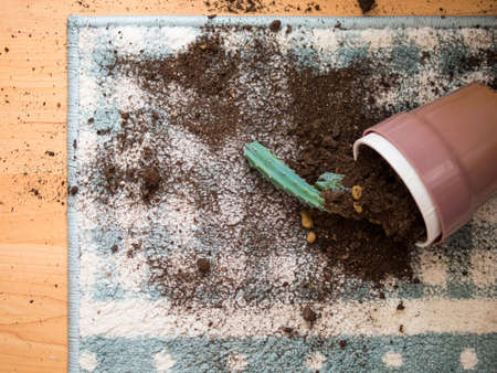 a pot of cactus fell on the carpetの写真素材
