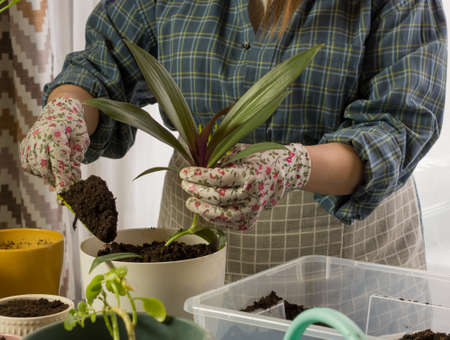 A girl transplants a home flower into a new large pot .florist girl at work with houseplants in the apartmentの写真素材