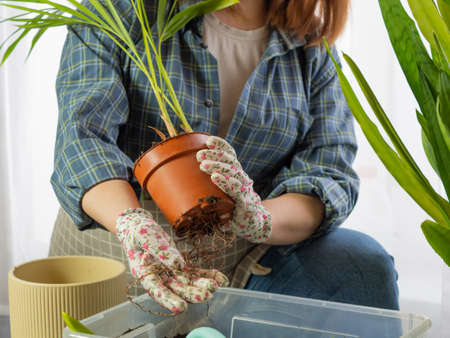 a beautiful girl florist transplants home plants into new pots, a girl takes care of plants, a woman plants home plantsの写真素材