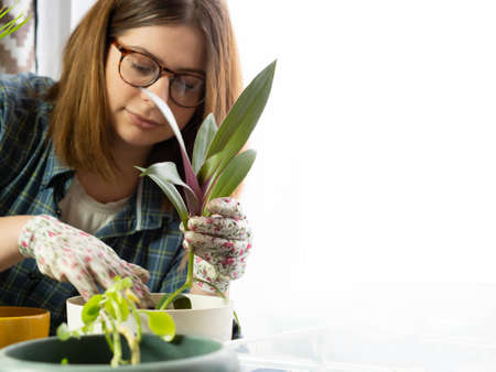 A girl transplants a home flower into a new large pot .florist girl at work with houseplants in the apartmentの写真素材