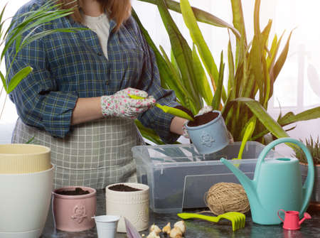 Florist girl in gloves on the table transplants a flower. fills the earth in a flower pot. home...