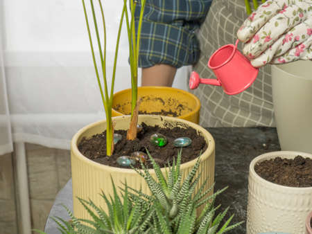 girl watering the plant after transplanting, cropped. home garden conceptの写真素材