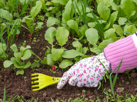 a girl takes care of radishes, removes weeds and loosens the ground in a greenhouse