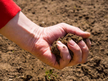 The farmer holds fertile soil in his hands. Preparing the soil for planting seeds. Farmer checking...