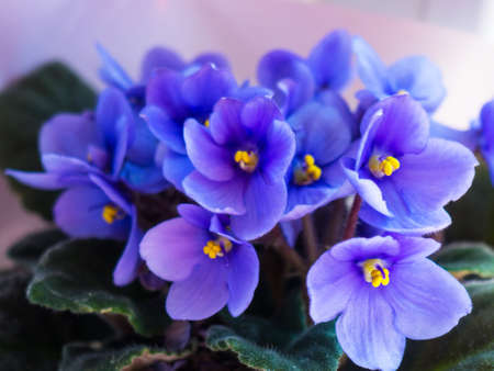 beautiful violets close-up for background and textの写真素材