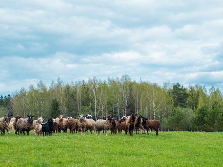A group of black and white sheep graze on a green meadow, livestock and farming conceptの写真素材