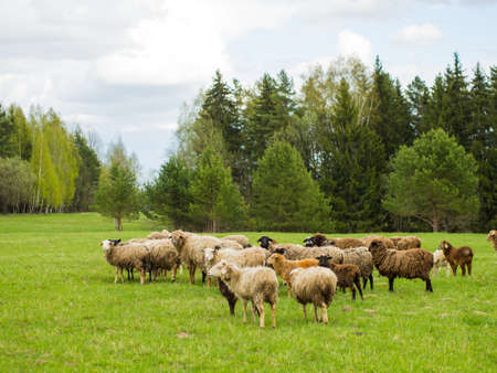A group of black and white sheep graze on a green meadow, livestock and farming conceptの写真素材