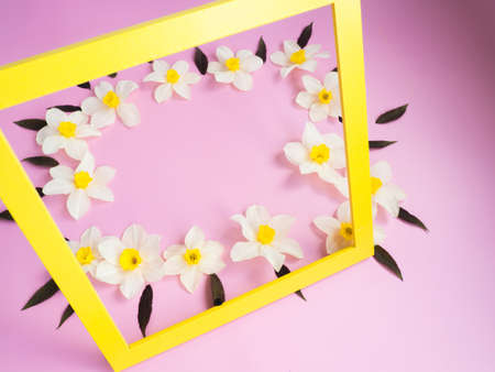 fresh white flowers of daffodils on a pink background with an empty yellow frame. Empty, copywriter. copy spaceの写真素材